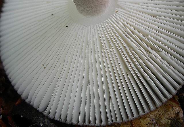 Amanita  battarrae  (Boud.)  Bon